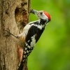 Strakapoud prostredni - Dendrocopos medius - Middle Spotted Woodpecker 3528